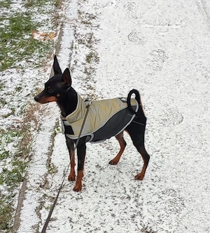  Doberman Pinscher Pitic - imagine 3