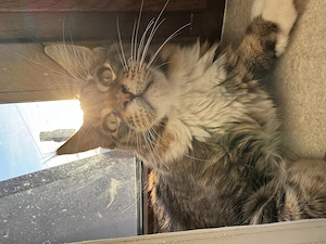 Maine Coon mascul in vârstă de 1 an 2 luni  - imagine 2