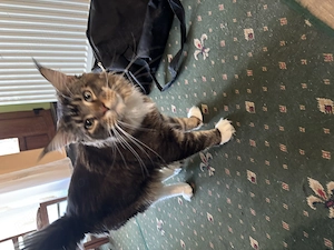 Maine Coon mascul in vârstă de 1 an 2 luni  - imagine 3