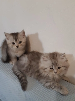 Pufoiași British Golden ,motănei și pisicuță de 2 luni