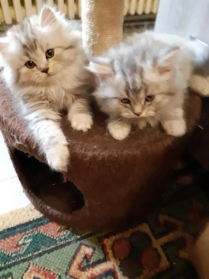 Pufoiași British Golden ,motănei și pisicuță de 2 luni - imagine 2