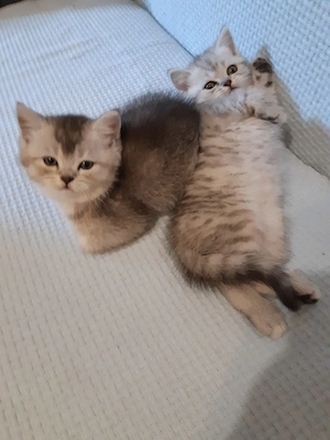 Pufoiași British Golden ,motănei și pisicuță de 2 luni - imagine 3