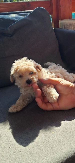 Maltipoo baietel - imagine 4