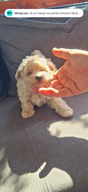 Maltipoo baietel - imagine 5