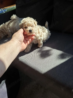 Maltipoo baietel