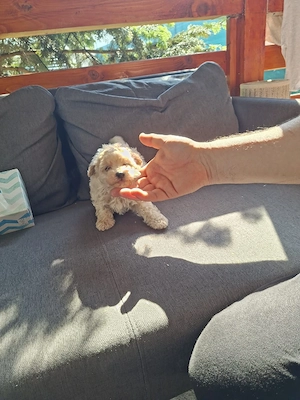 Maltipoo baietel - imagine 3