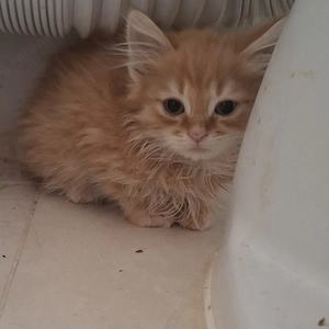  Dublu tors, dublă iubire! Aceste două minunății caută o căsuță primitoare unde sa fie iubite!