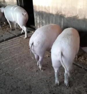 De vânzare porci de țară și crescuți natural  - imagine 2