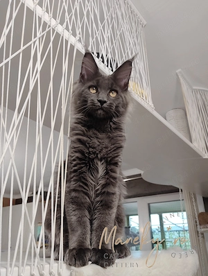 Pui Maine Coon  ,  Pedigree   WCF - imagine 2