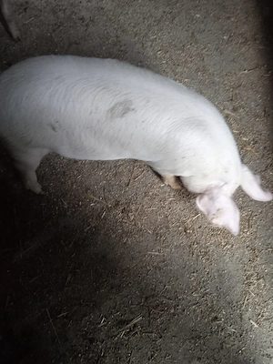 Purcei de 3 luni de vânzare 5 bucati