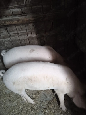 Purcei de 3 luni, 500 ron bucata
