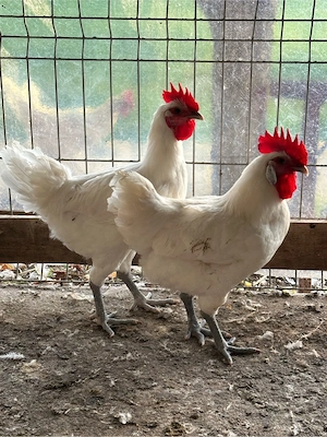 Cocoși La Bresse