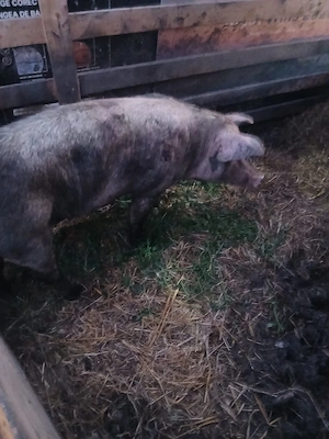 de vânzare o scroafa de 130 140 kg aproximativ preț 1500 lei sau 12 lei kg