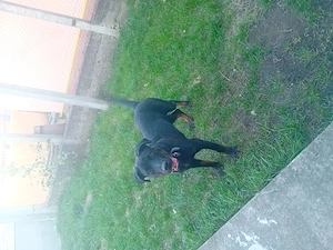 Toto câine de pază 