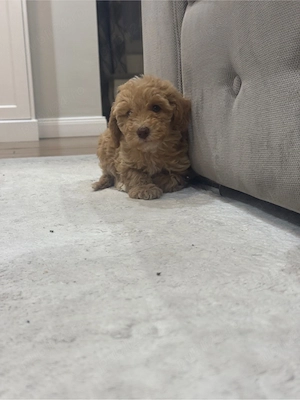maltipoo toy