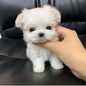 Bichon maltez mini toy 
