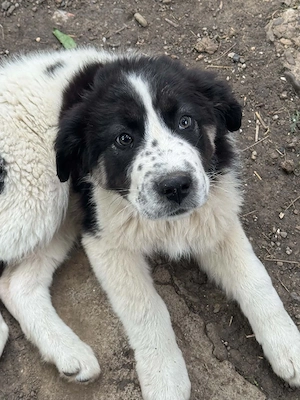cățelușa ciobanesc de bucovina 