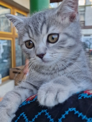 Pisicuțe british shorthair  - imagine 4