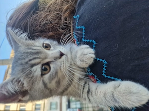 Pisicuțe british shorthair  - imagine 5