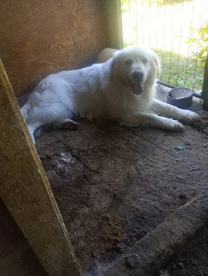 Mascul golden retriever. - imagine 3