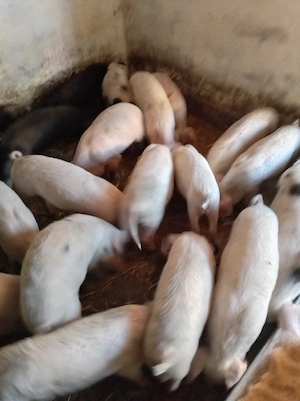 Purcei de 8 săptămâni