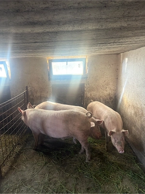 Porci de vânzare  - imagine 2