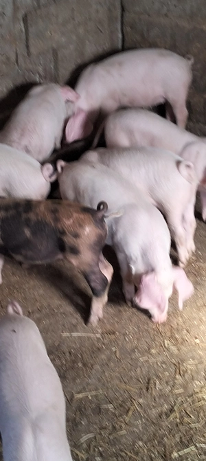 Purcei de 9 săptămâni,frumoși 
