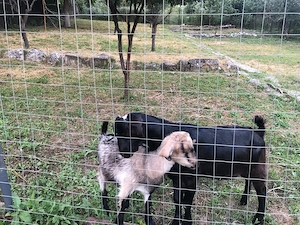 Ied și ieduța de vanzare