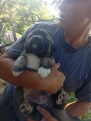 Vind căței kangal 100 e