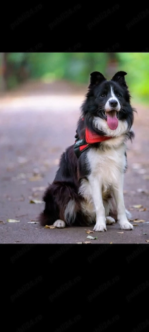 Pui border collie 
