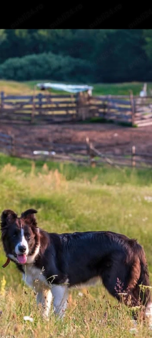 Pui border collie  - imagine 2