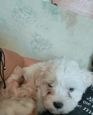 Vand catei bichon