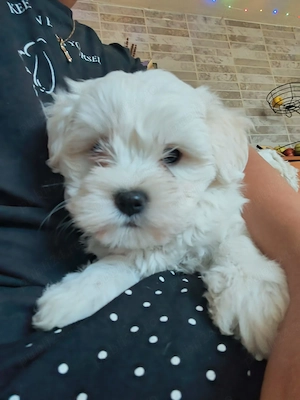 Vand catei bichon - imagine 5