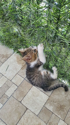 Adopție Pisică , Techirghiol - imagine 3