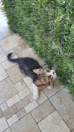 Adopție Pisică , Techirghiol - imagine 2