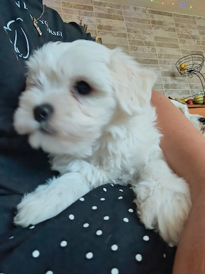Vand catei bichon - imagine 2
