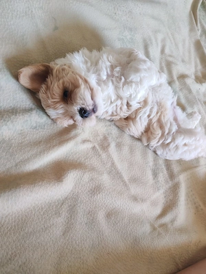 Vand catei bichon - imagine 3