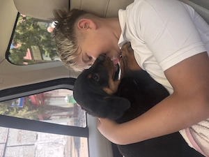 Vând Mascul rottweiler în vârstă de 2 luni  - imagine 2