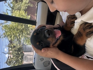 Vând Mascul rottweiler în vârstă de 2 luni  - imagine 4