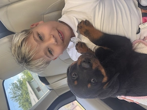 Vând Mascul rottweiler în vârstă de 2 luni  - imagine 3