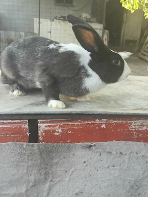vand o iepuroi de hyicol fancez 