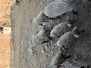 Purceii mangalita