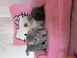 Fetița scottish fold tabby - imagine 3