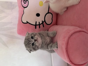 Fetița scottish fold tabby - imagine 2