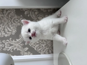 Băiețel british shorthaire 