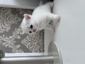 Băiețel british shorthaire  - imagine 2