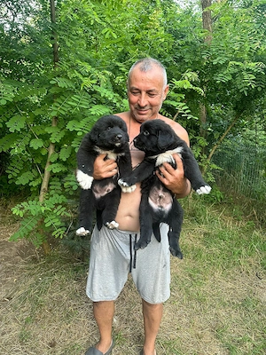 Căței ciobănesc corb originali 