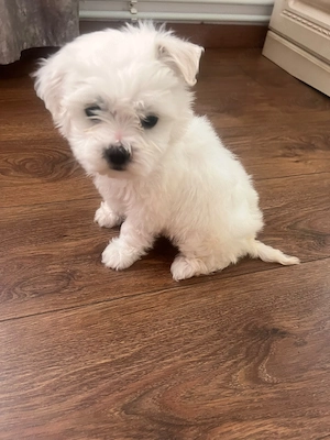 Vând Bichon (6 săptămâni)