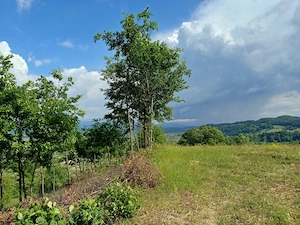 Teren de vânzare Roșia, Bihor  - imagine 3