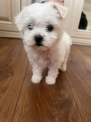 Vând Bichon (6 săptămâni) - imagine 3